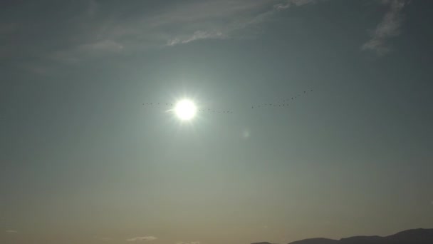 Flock Geese Flying Silhouetted Front Sun — Stock Video
