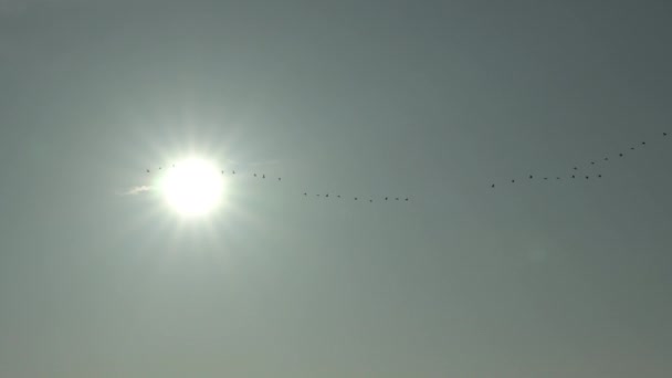 Flock Geese Flying Silhouetted Front Sun Panning Shot — Stock Video