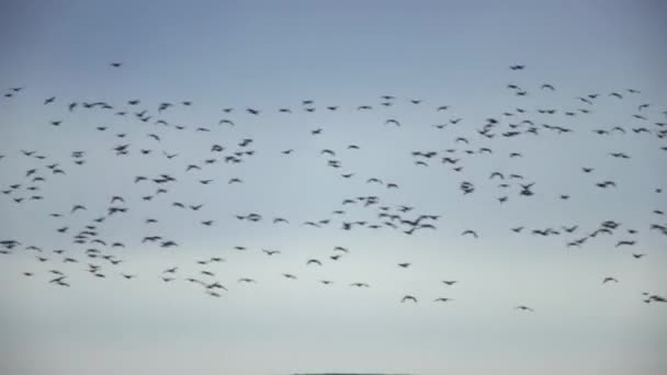 巨大的雁群在阴云密布的天空中飞舞 — 图库视频影像