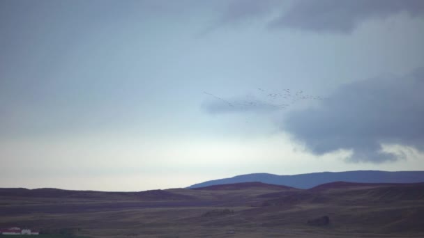 Gran Bandada Gansos Sobrevolando Tierras Agrícolas Islandesas Nubladas Otoño — Vídeo de stock