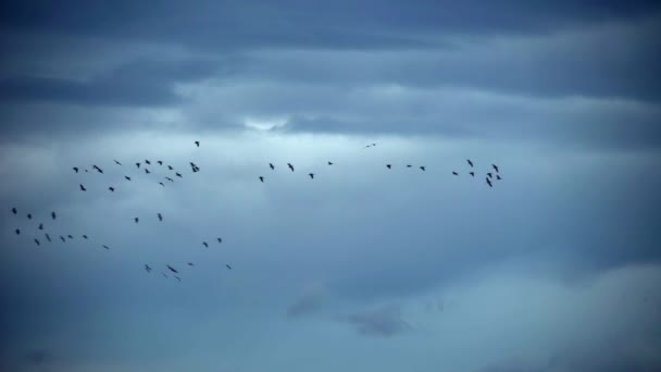 Μεγάλο Σμήνος Αποδημητικών Χηνών Που Πετούν Κάτω Από Σκοτεινή Καταιγίδα — Αρχείο Βίντεο