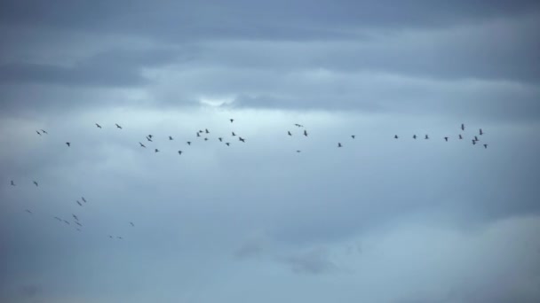 Große Schar Wandernder Gänse Fliegt Unter Bedecktem Himmel — Stockvideo