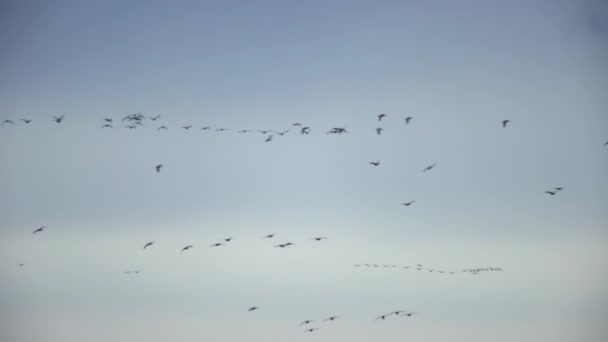 Große Schar Wandernder Gänse Fliegt Unter Bedecktem Himmel — Stockvideo