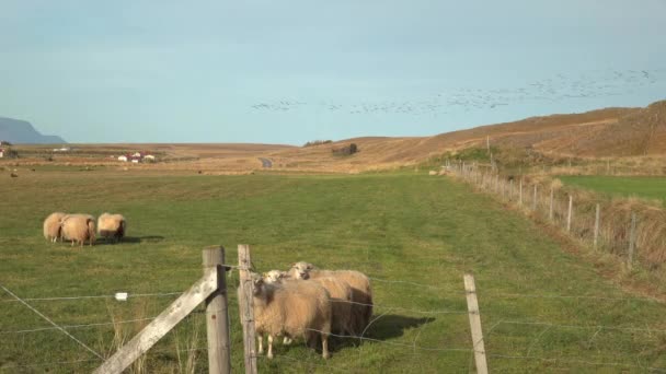 Стая Гусей Летит Над Овцами Исландской Ферме Солнечной Осенью — стоковое видео