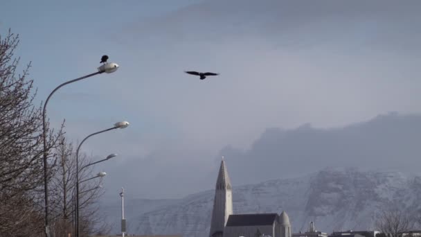 Korpen Flyger Slow Motion Över Reykjavik Island — Stockvideo
