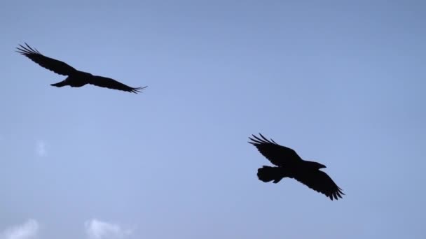 Two Ravens Soaring Blue Sky Slow Motion — Stock Video