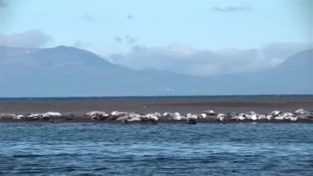 Phoques Prélassant Soleil Nageant Estuaire Fjord Océanique — Video