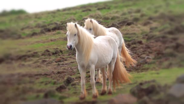 冰岛那匹漂亮的冰岛马 — 图库视频影像