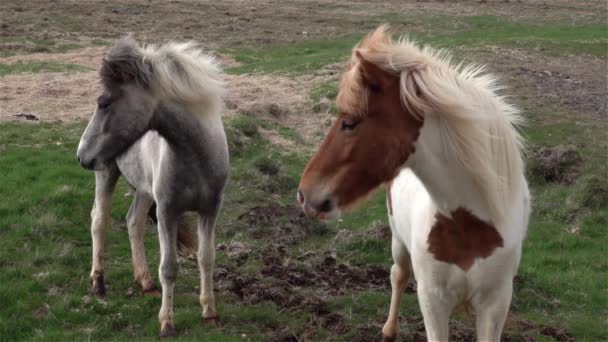 Beautiful Icelandic Horse Iceland — Stock Video