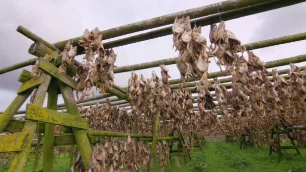 Fish Heads Drying Wooden Racks Iceland High Quality Footage — Stock Video