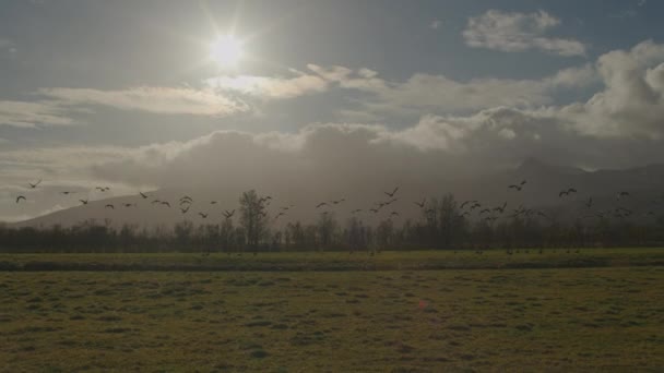 Flock Geese Taking Sun Flare Iceland High Quality Footage — Stock Video