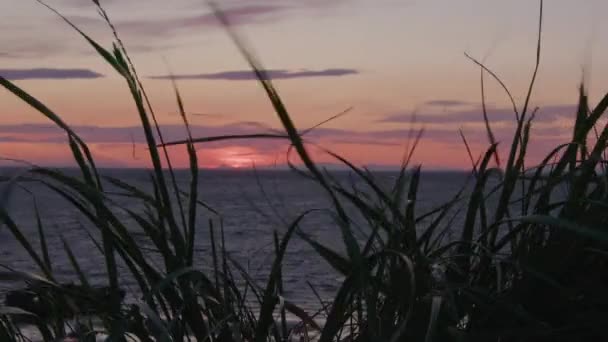 Rüzgarda Süzülen Deniz Otları Gün Batımı Zlanda Yüksek Kalite Görüntü — Stok video