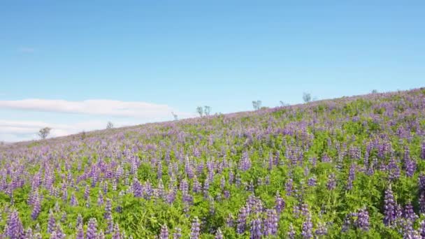Amplo Campo Aberto Flores Lupin Abaixo Sol Brilhante Islândia Imagens — Vídeo de Stock