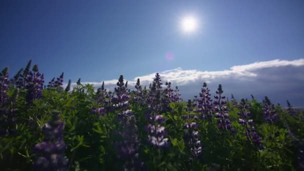 Квіти Люпин Вітрі Під Яким Спалахом Сонця Ісландія Високоякісні Кадри — стокове відео