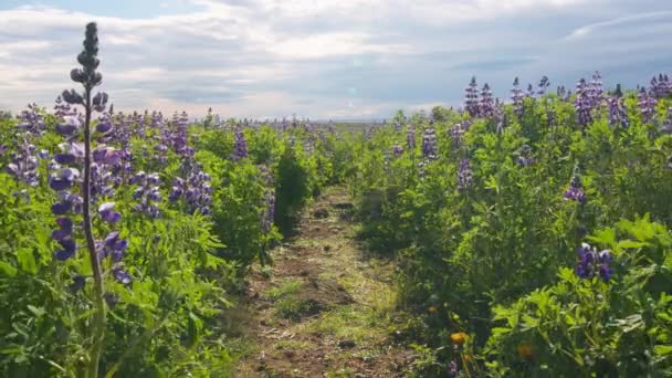 Cesta Přes Pole Lupin Květiny Pod Jasným Letním Sluncem Island — Stock video