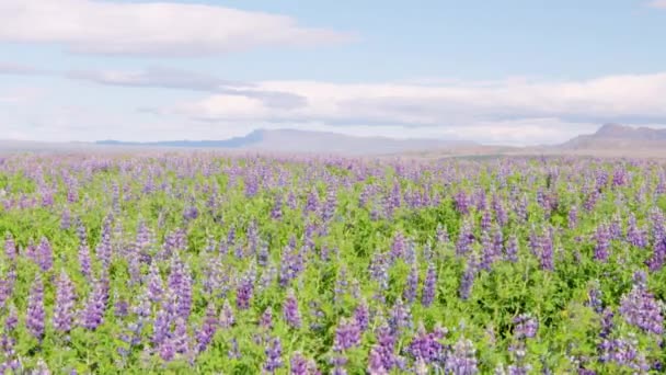 아래에 꽃들이 펼쳐진 아이슬란드 고품질 — 비디오