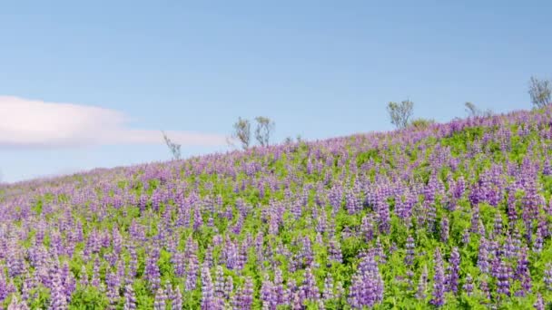 Amplo Campo Aberto Flores Lupin Abaixo Sol Brilhante Islândia Imagens — Vídeo de Stock