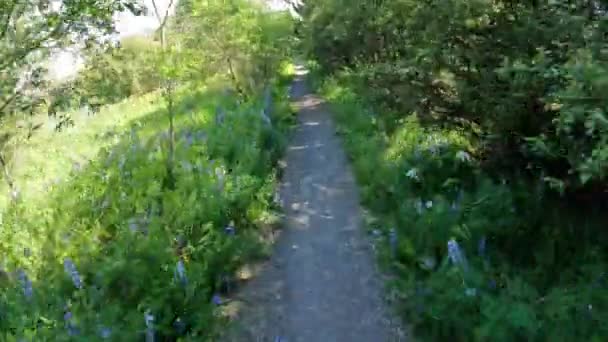 Kilátás Hegyi Kerékpározás Lefelé Lupin Virág Erdei Ösvény — Stock videók