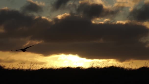 鸟儿在日出时分飞翔 在冰岛的风景中慢动作 — 图库视频影像