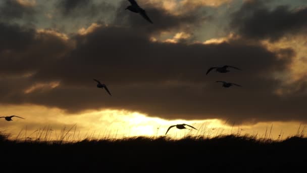 Birds Flying Sunrise Slow Motion Scenic Iceland — Stock Video