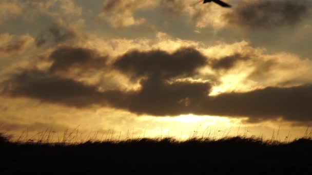 Aves Volando Amanecer Cámara Lenta Paisaje Islandia — Vídeo de stock