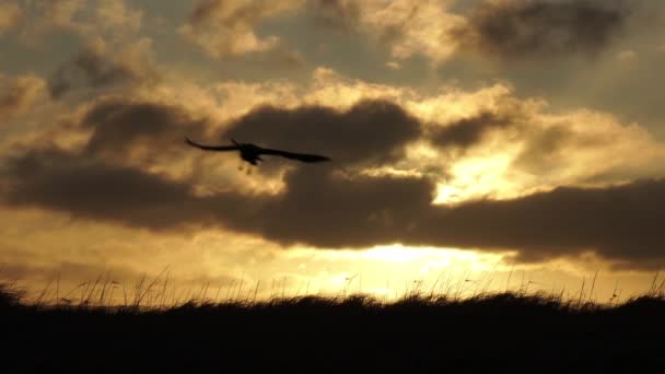 Vögel Fliegen Bei Sonnenaufgang Zeitlupe Malerischen Island — Stockvideo