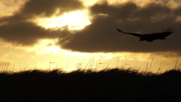 Birds Flying Sunrise Slow Motion Scenic Iceland — Stock Video