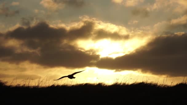 Vogels Vliegen Bij Zonsopgang Slow Motion Het Schilderachtige Ijsland — Stockvideo