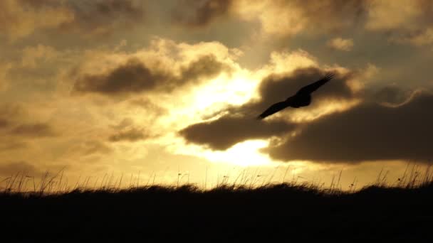 Fugler Som Flyr Ved Soloppgang Sakte Bevegelse Island – stockvideo