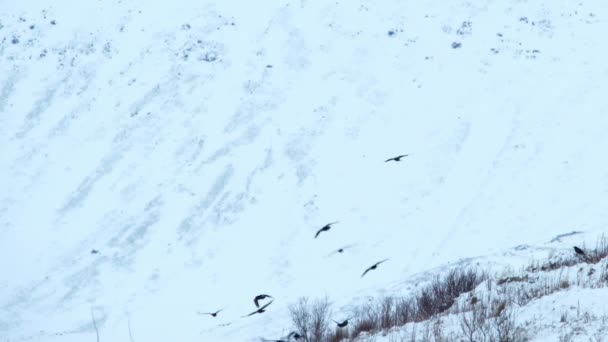 Große Rabenschar Fliegt Unter Schneebedeckten Bergen Island — Stockvideo