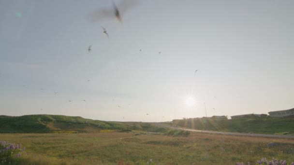 Arctic Tern Swarm Front Morning Sun Rif Iceland — Stock Video