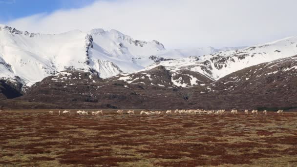Стадо Оленів Пасеться Тундрі Під Засніженими Горами Ісландія — стокове відео