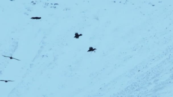 Large Raven Flock Flying Snowy Mountains Iceland — Stock Video