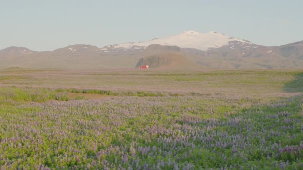 Izlandi Templom Tenger Lupine Virágok Ingjaldsholl Izland — Stock videók