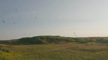 Kuzey kutup bölgesi yaz aylarında İzlanda kırsalına akın ediyor