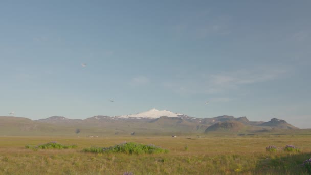 Terns Árticos Voando Frente Snaefellsjokull Islândia — Vídeo de Stock