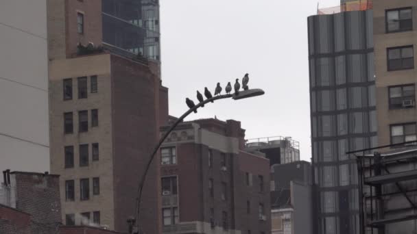 Tauben Hocken Auf Straßenlaterne Zwischen Manhattan Nyc Gebäuden — Stockvideo