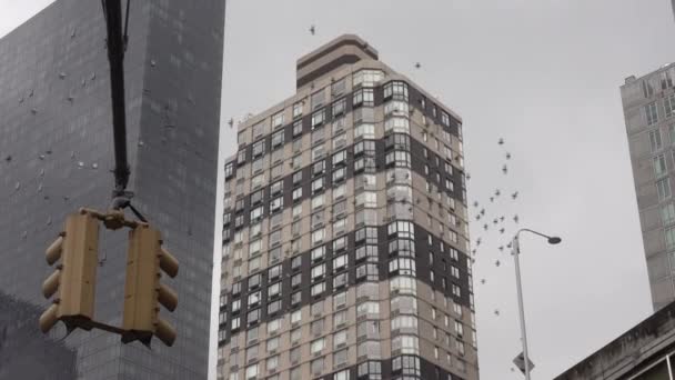 マンハッタン ニューヨーク交差点を飛行する大型鳩群 — ストック動画