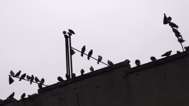 Pigeon Σιλουέτες Σκαρφαλωμένες Στην Οροφή Συννεφιασμένη Βροχερή Ημέρα Nyc — Αρχείο Βίντεο