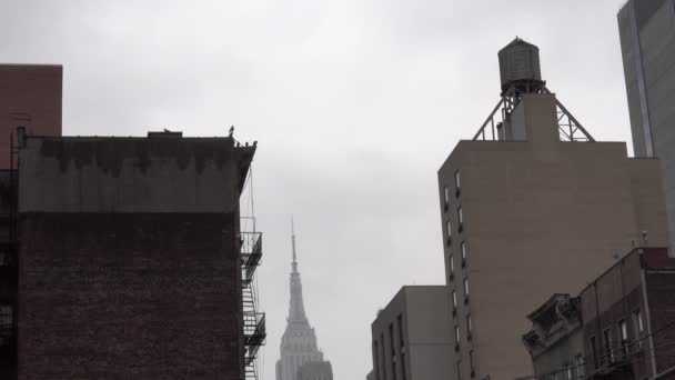 New York Trübt Launische Tagtauben Die Zwischen Gebäuden Hocken — Stockvideo