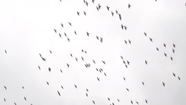 在纽约市曼哈顿大楼之间飞行的大鸽群 — 图库视频影像