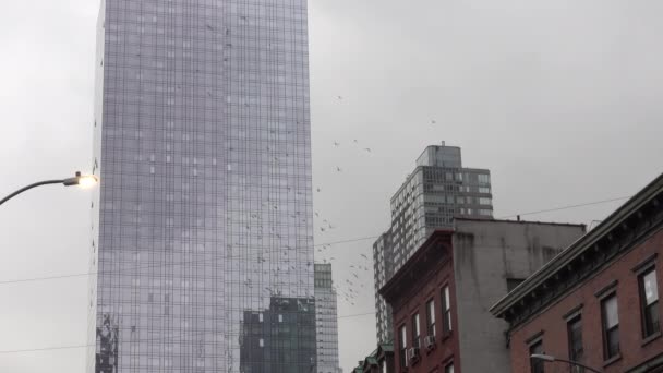 Stor Dueflokk Som Kretser Rundt Bygninger Manhattan Nyc – stockvideo