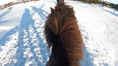 Bir insan karda at sürüyor, çalışan bir hayvan. Atların tüyleri kardan beyaza boyanırken etobur bir köpek türü onu yakından takip ediyor.