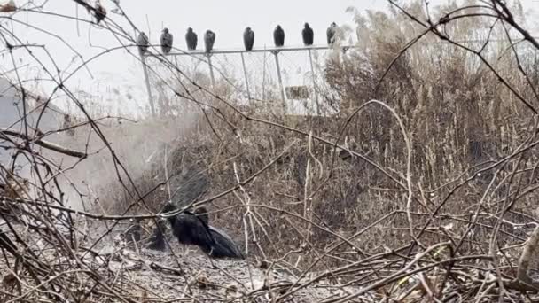 土耳其秃鹫栖息在垃圾堆附近的链条围栏上 — 图库视频影像