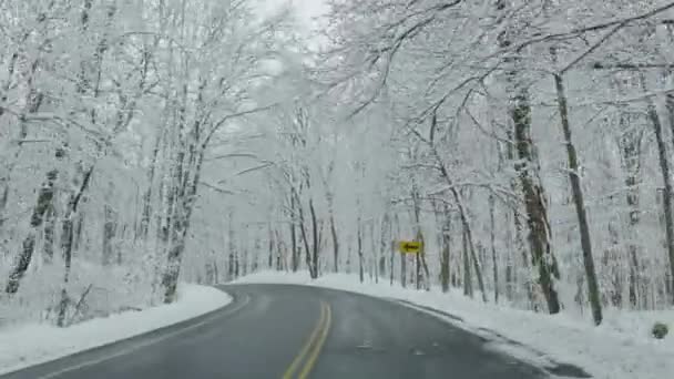 Paesaggio Naturale Alberi Innevati Che Costeggiano Una Strada Inverno — Video Stock