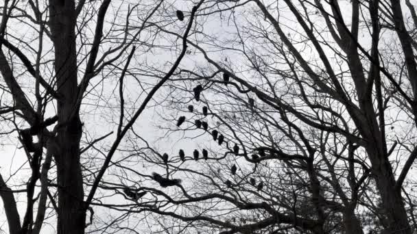Detailed Close Turkey Vultures Flapping Wings Perching Tree New England — Stock Video