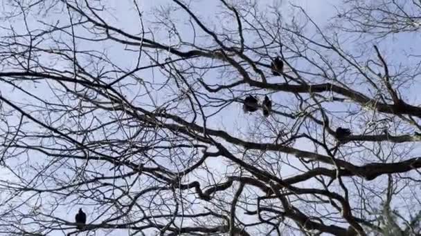 칠면조 독수리의 상세한 클로즈업 날개를 플래핑과 나무에 뉴잉글랜드 — 비디오