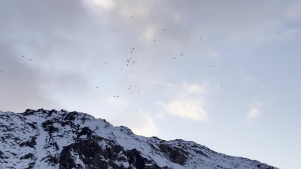 Los Cuervos Vuelan Sobre Paisaje Montañoso Islandés Escarpado Invierno — Vídeos de Stock