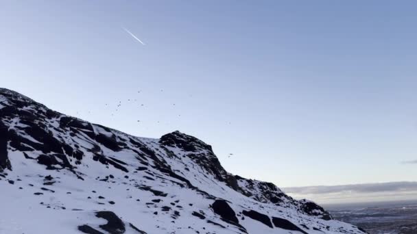 Corvi Sorvolano Aspro Paesaggio Montano Islandese Inverno — Video Stock