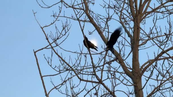 Raven Perched Tree One Flying Slow Motion — Stock Video